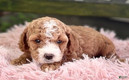 Cavapoo dogs for sale: Braxton - Image 6