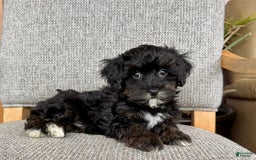 Havapoo dogs for sale: Tim - Image 4