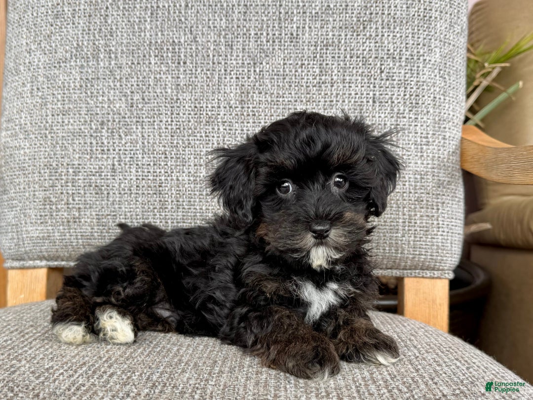 Havapoo dogs for sale: Tim - Image 4