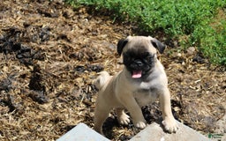 Pug dogs for sale: Pug 3 puppies - Image 8