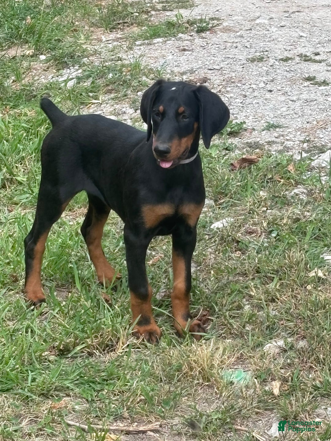 Doberman Pinscher dogs for sale: Annabelle Dad Is Health Tested - Image 2