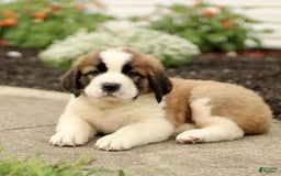Saint Bernard dogs for sale: Casey - Image 1