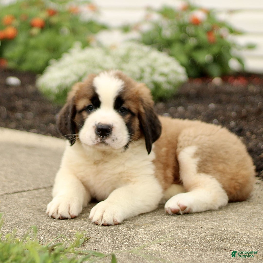 Saint Bernard dogs for sale: Casey - Image 1