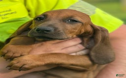 Basset Hound dogs for sale: Ruby - Image 3