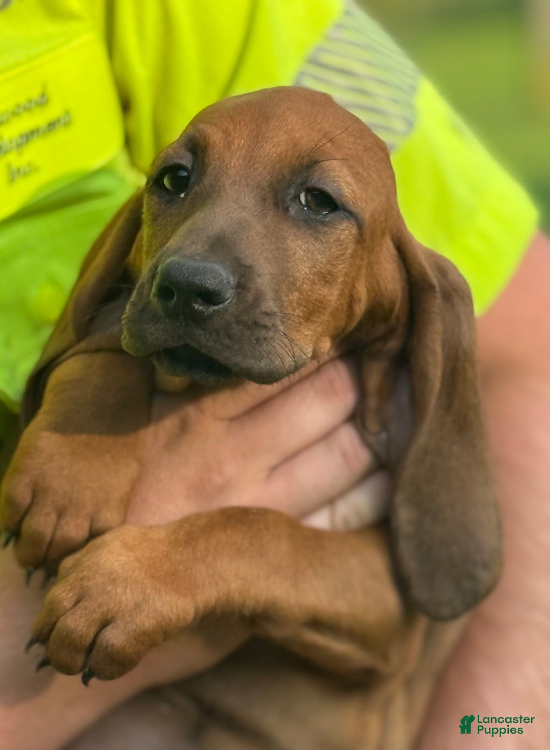 Basset Hound dogs for sale: Ruby - Image 3