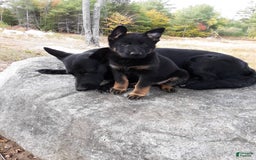 German Shepherd dogs for sale: Little Girl - Image 11