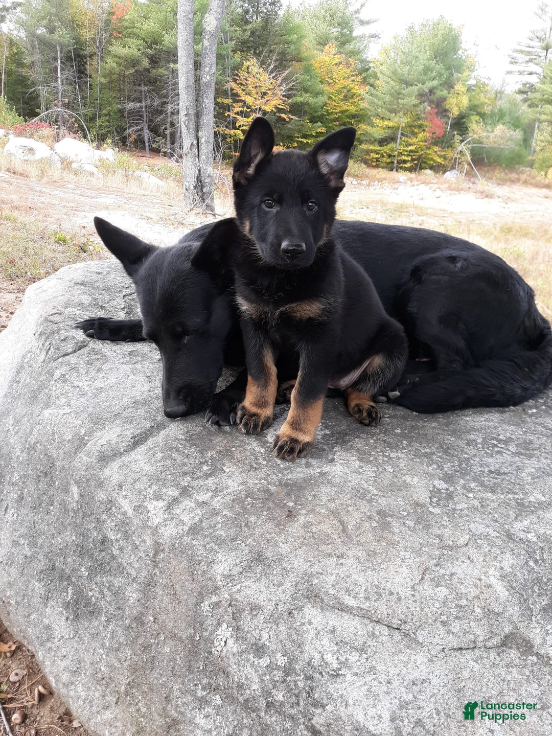 German Shepherd dogs for sale: Little Girl - Image 11