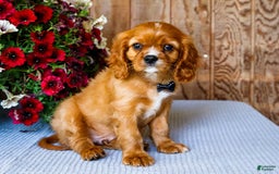 Cavalier King Charles Spaniel dogs for sale: Oliver - Image 8