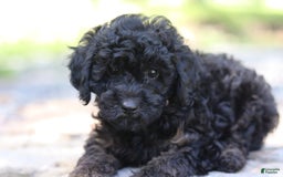 Miniature Poodle dogs for sale: Tessa - Image 4