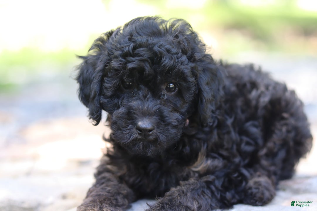 Miniature Poodle dogs for sale: Tessa - Image 4