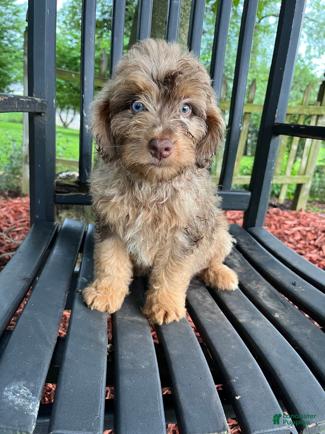 Mini Aussiedoodle dogs for sale: Ringo - Image 15