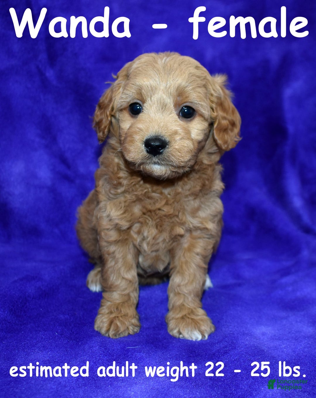 Goldendoodle dogs for sale: Wanda - Image 1
