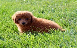 Miniature Poodle dogs for sale: Stanley - Image 5