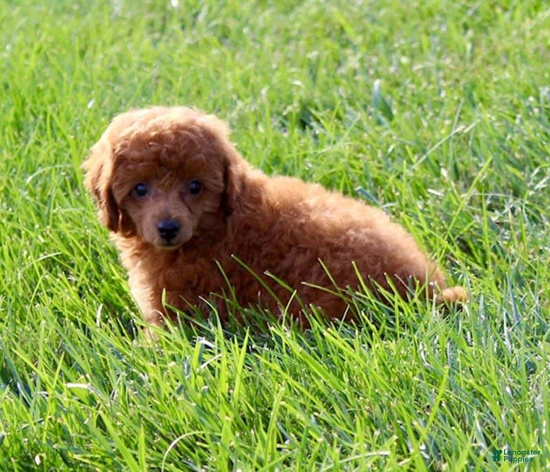 Miniature Poodle dogs for sale: Stanley - Image 5