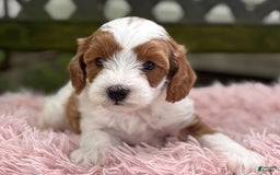 Cavapoo dogs for sale: Brady - Image 8