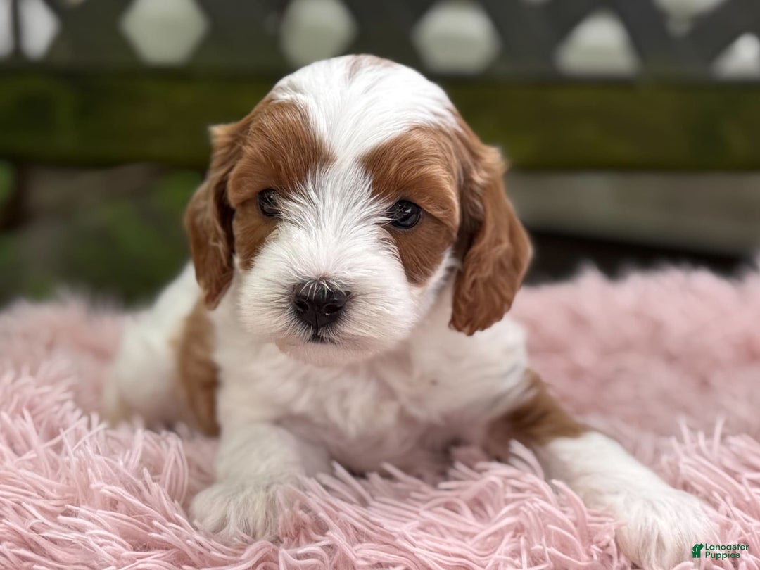Cavapoo dogs for sale: Brady - Image 8