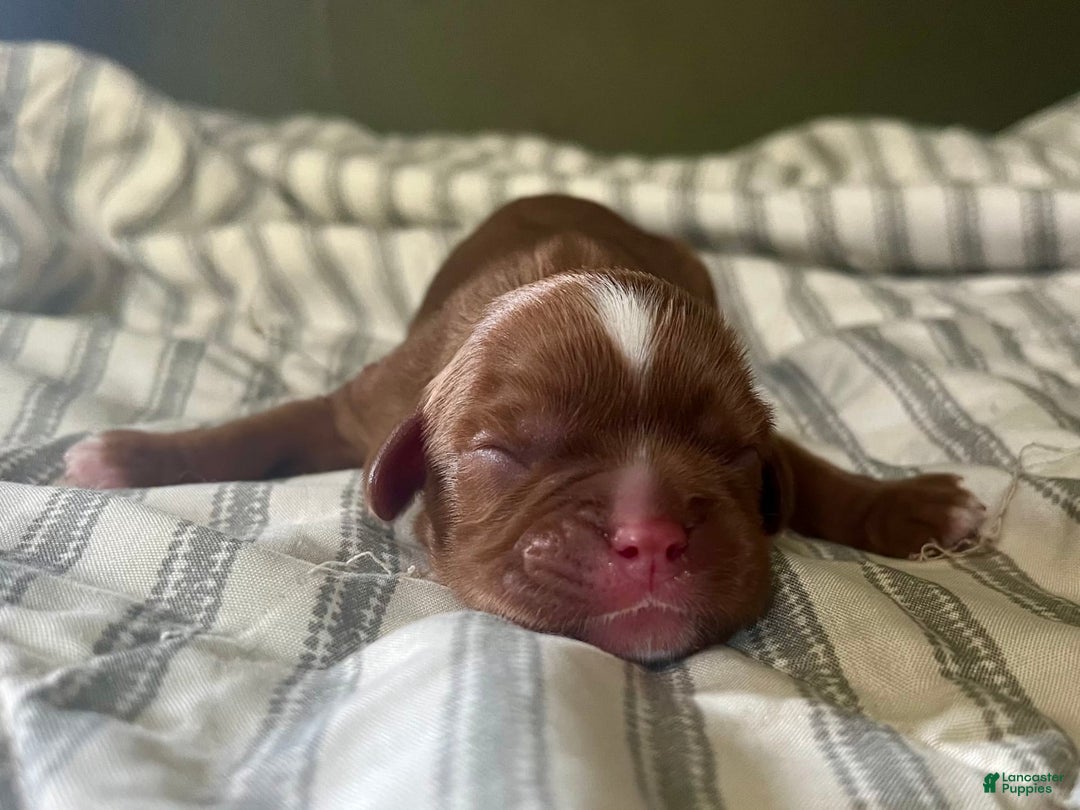 Cavalier King Charles Spaniel dogs for sale: George - Image 6