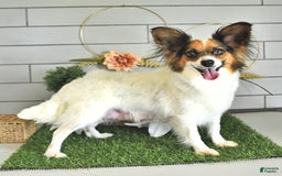 Papillon dogs for sale: Quinn - Image 16