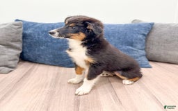 Miniature Australian Shepherd dogs for sale: Athena - Image 5
