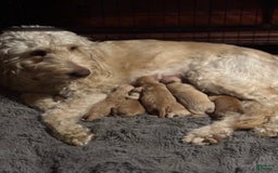 Goldendoodle dogs for sale: Josh - Image 3