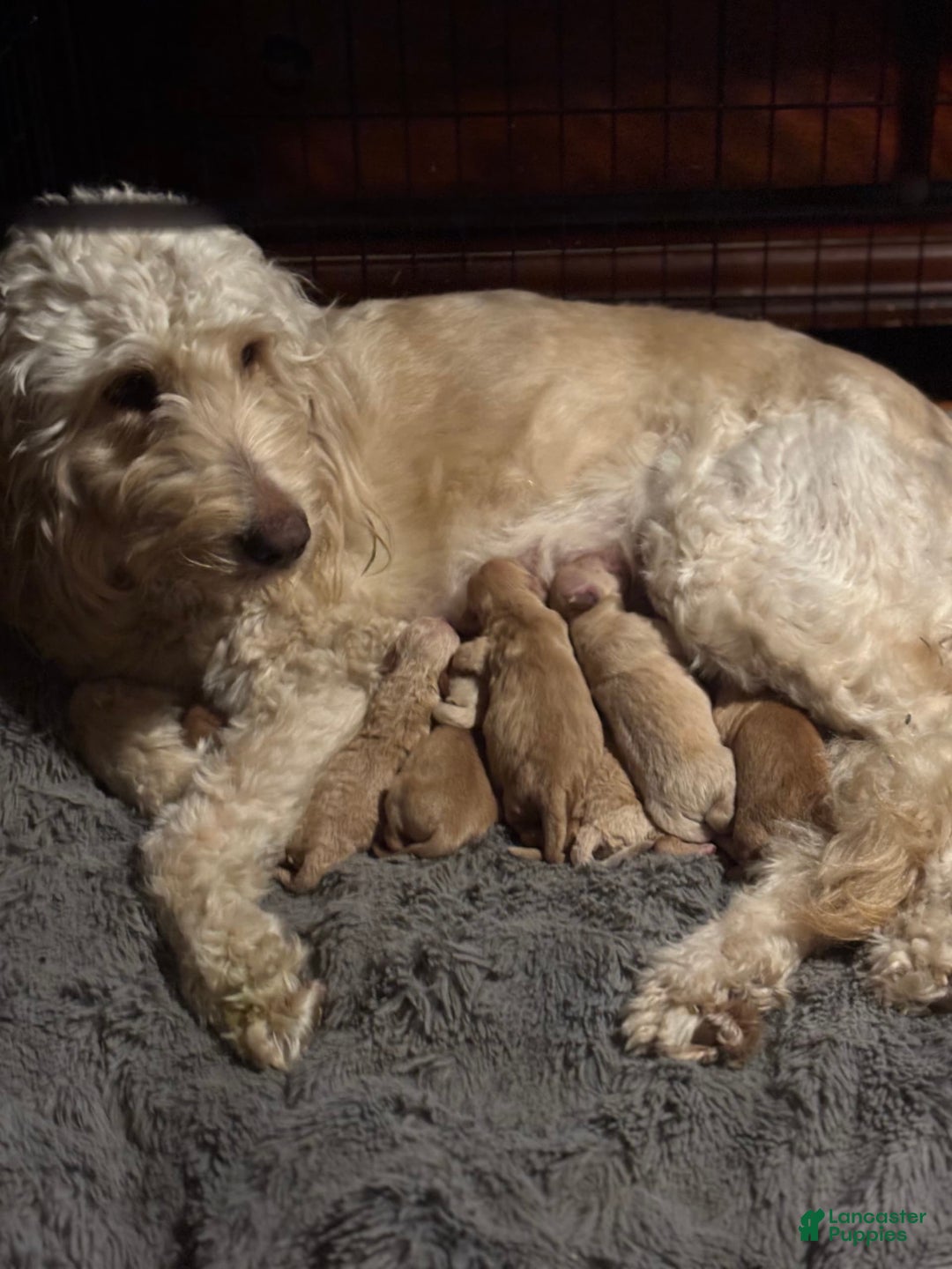 Goldendoodle dogs for sale: Josh - Image 3