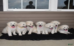 Golden Retriever dogs for sale: Kooper - Image 2