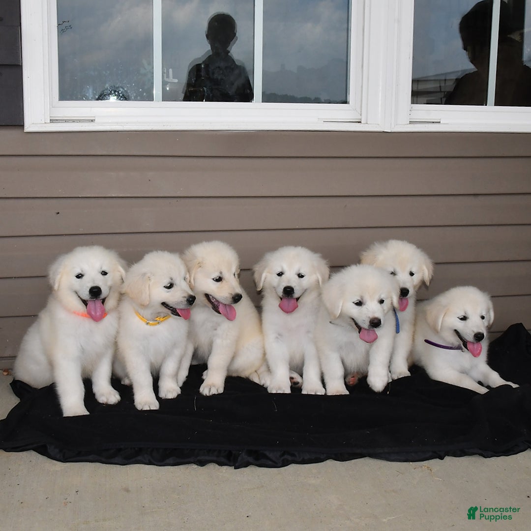 Golden Retriever dogs for sale: Kooper - Image 2
