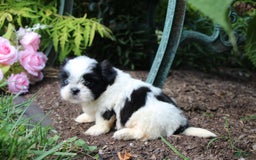 Shih Tzu dogs for sale: Anna - Image 2