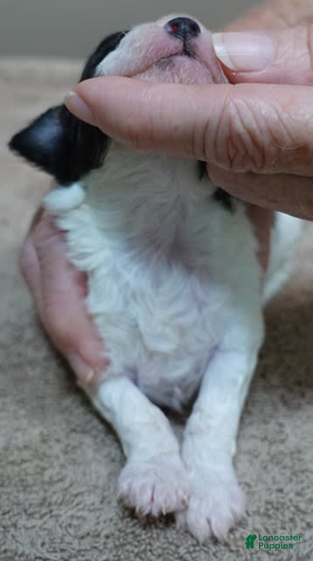 Toy Poodle dogs for sale: Zara Parti Girl - Image 5