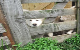 Great Pyrenees dogs for sale: Blue - Image 7