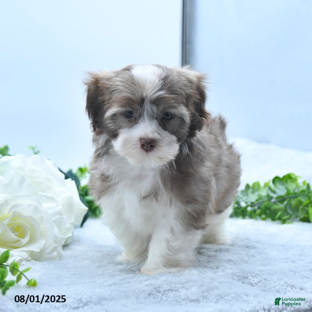 Havanese dogs for sale: Omer - Image 3