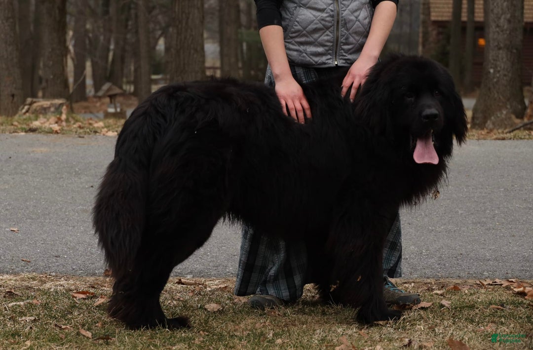 Newfoundland dogs for sale: Pearl - Image 8