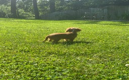 Cavalier King Charles Spaniel dogs for sale: Knuckles - Image 3