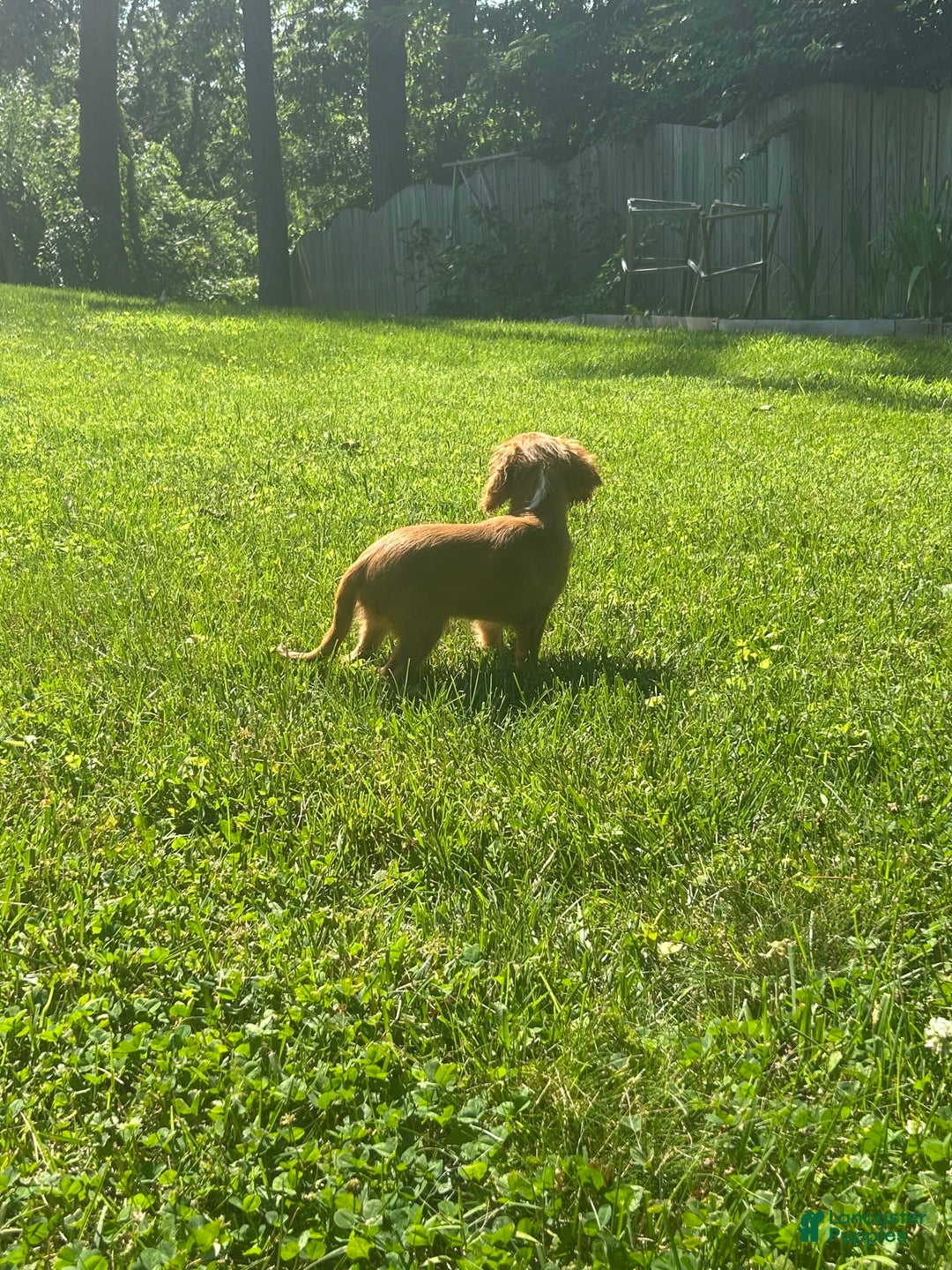 Cavalier King Charles Spaniel dogs for sale: Knuckles - Image 3