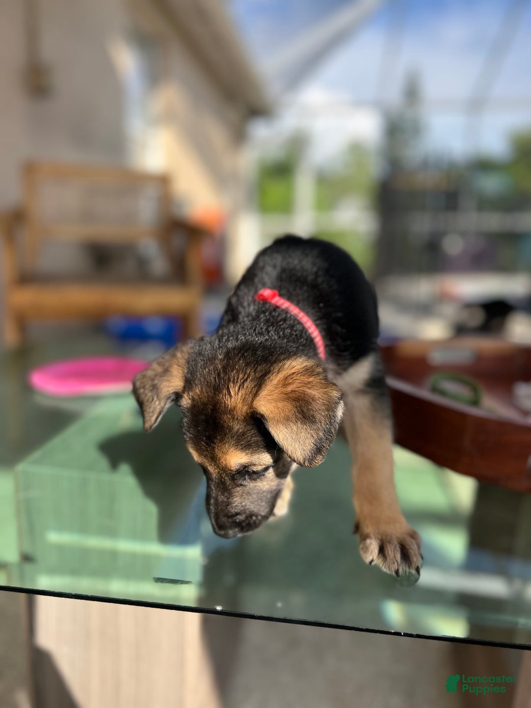 German Shepherd dogs for sale: Fern - Image 7