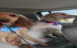 Goldendoodle dogs for sale: Harley - Image 3