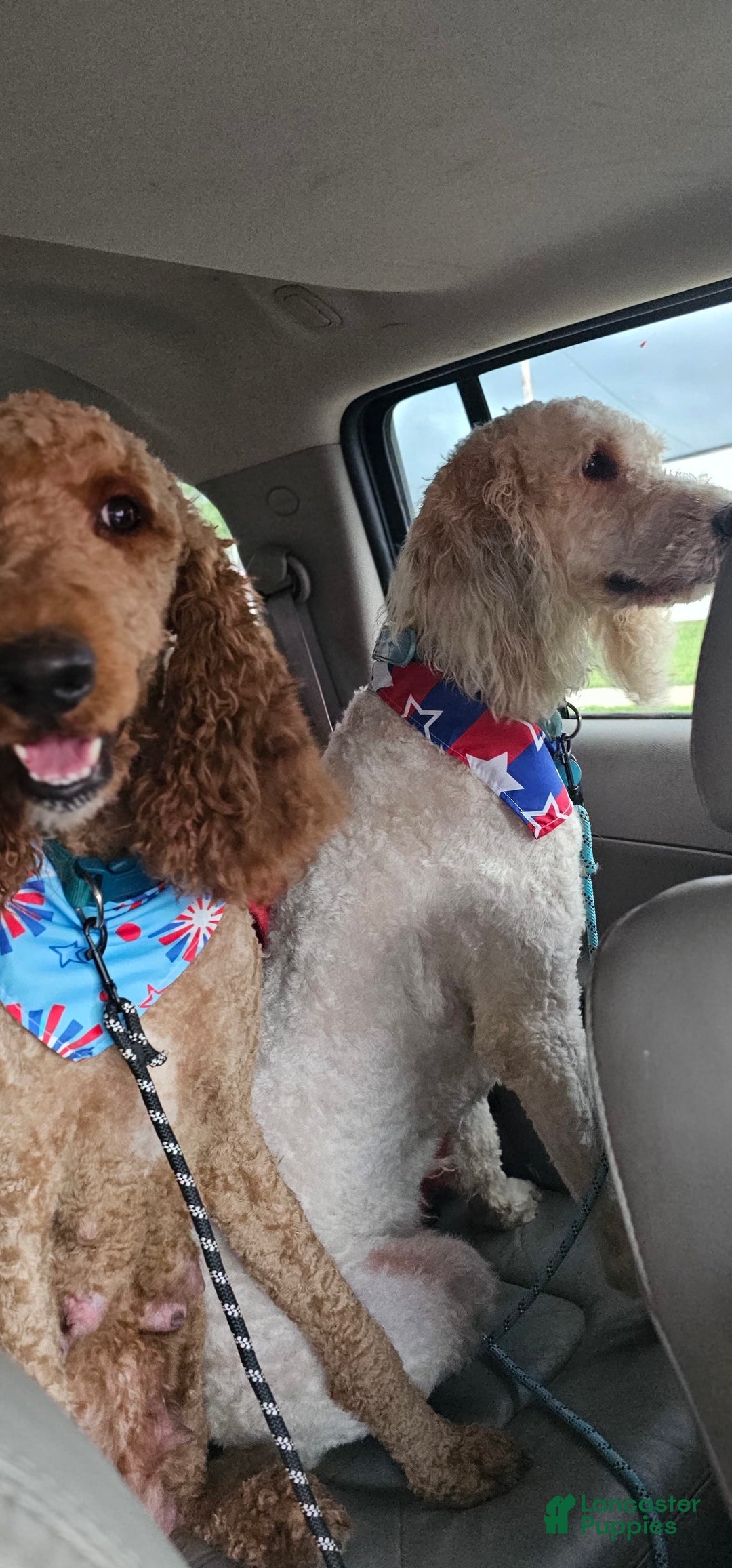Goldendoodle dogs for sale: Harley - Image 3