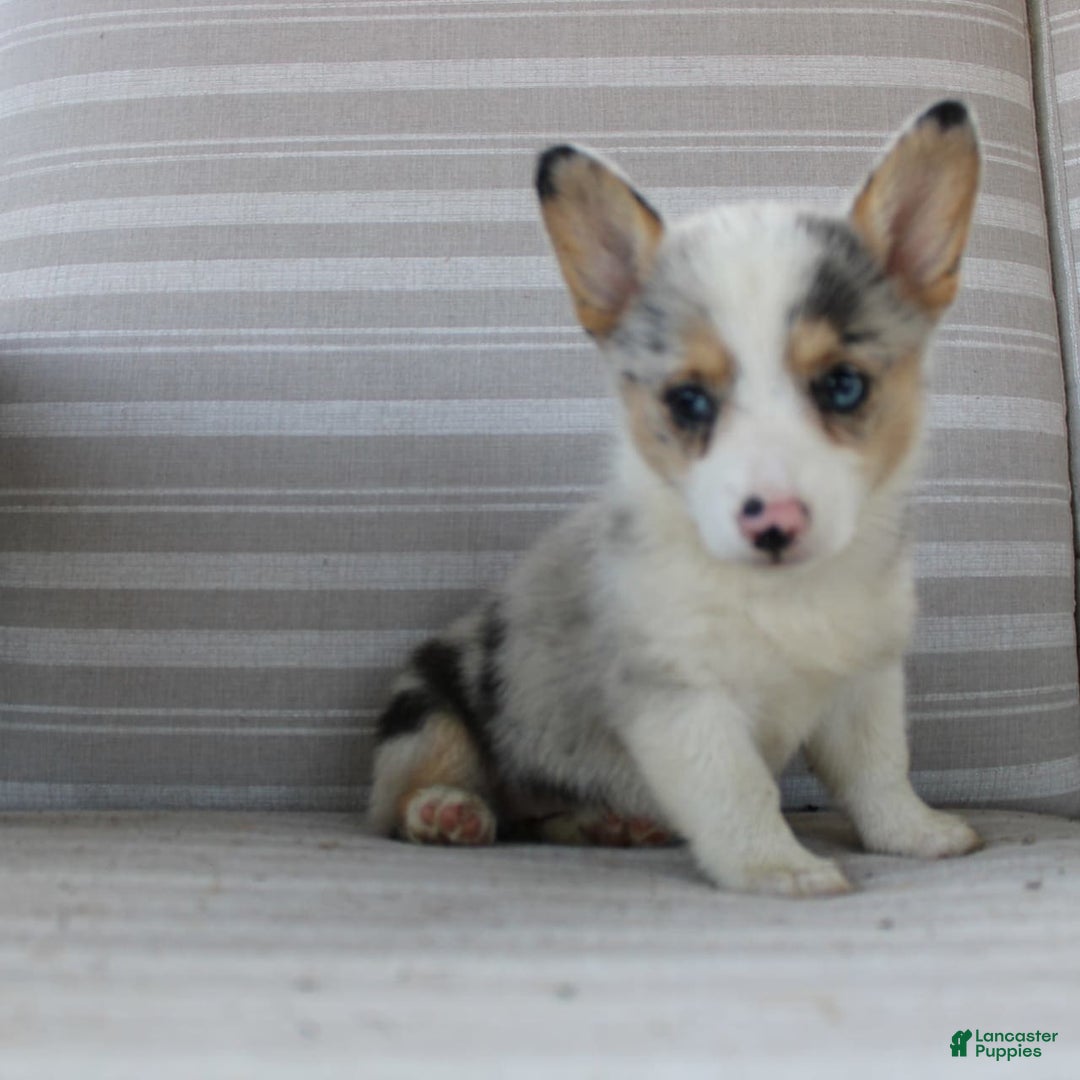 Welsh Corgi Pembroke dogs for sale: Lexi - Image 16