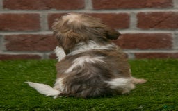 Havanese dogs for sale: Roscoe - Image 4
