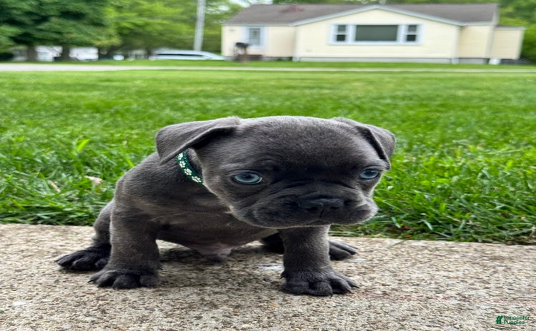 French Bulldog dogs for sale - Ad 1
