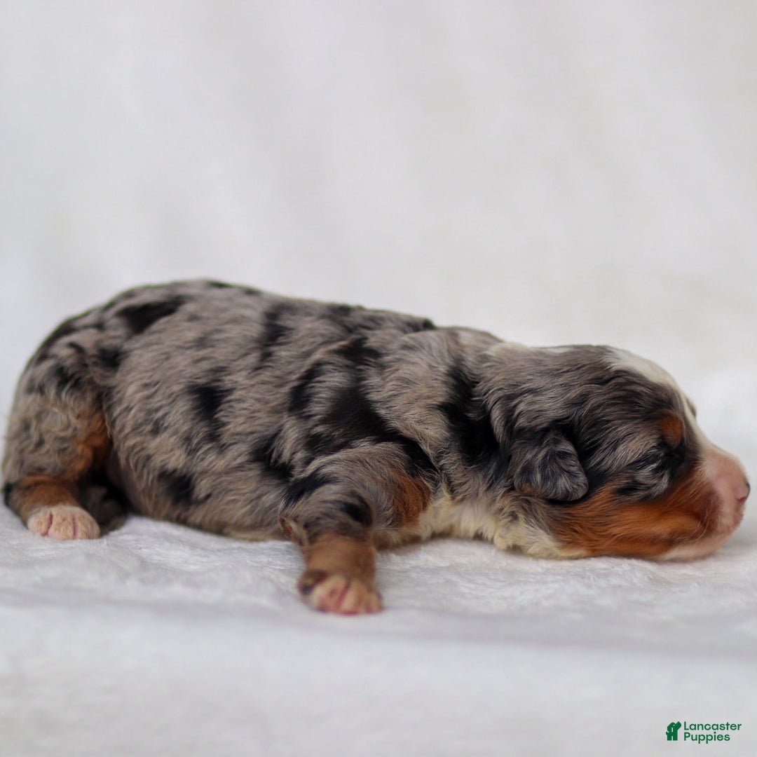 Mini Bernedoodle dogs for sale: Merrick - Image 1