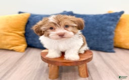 Havanese dogs for sale: Blaze - Image 1