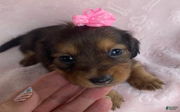 Miniature Dachshund dogs for sale: Baby Callie - Image 4