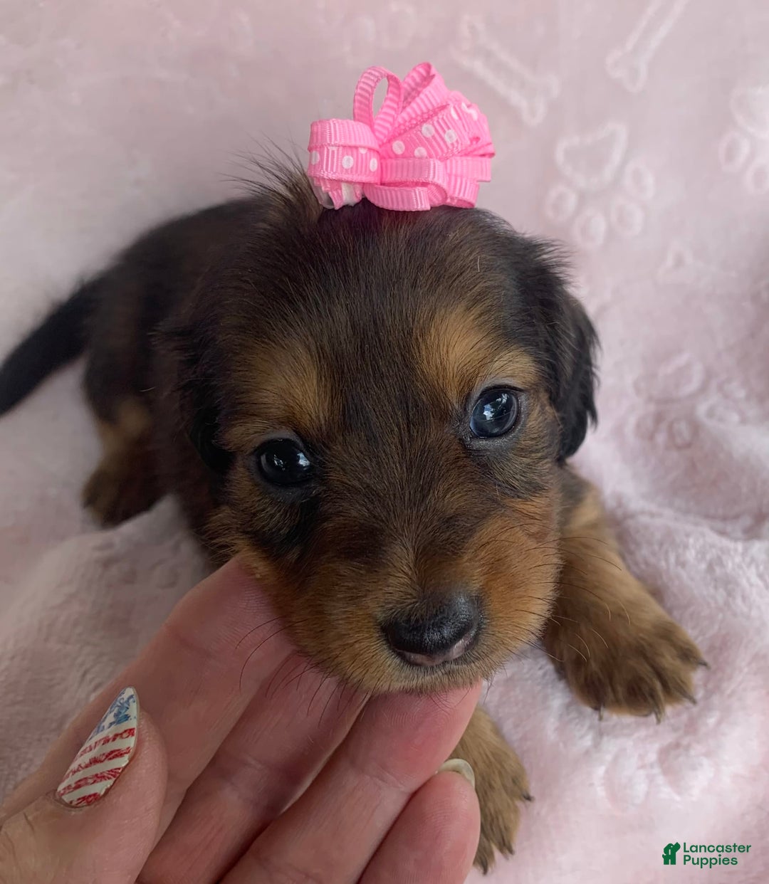 Miniature Dachshund dogs for sale: Baby Callie - Image 4