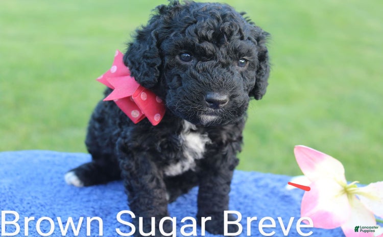 Spanish Water Dog dogs - Advert 1