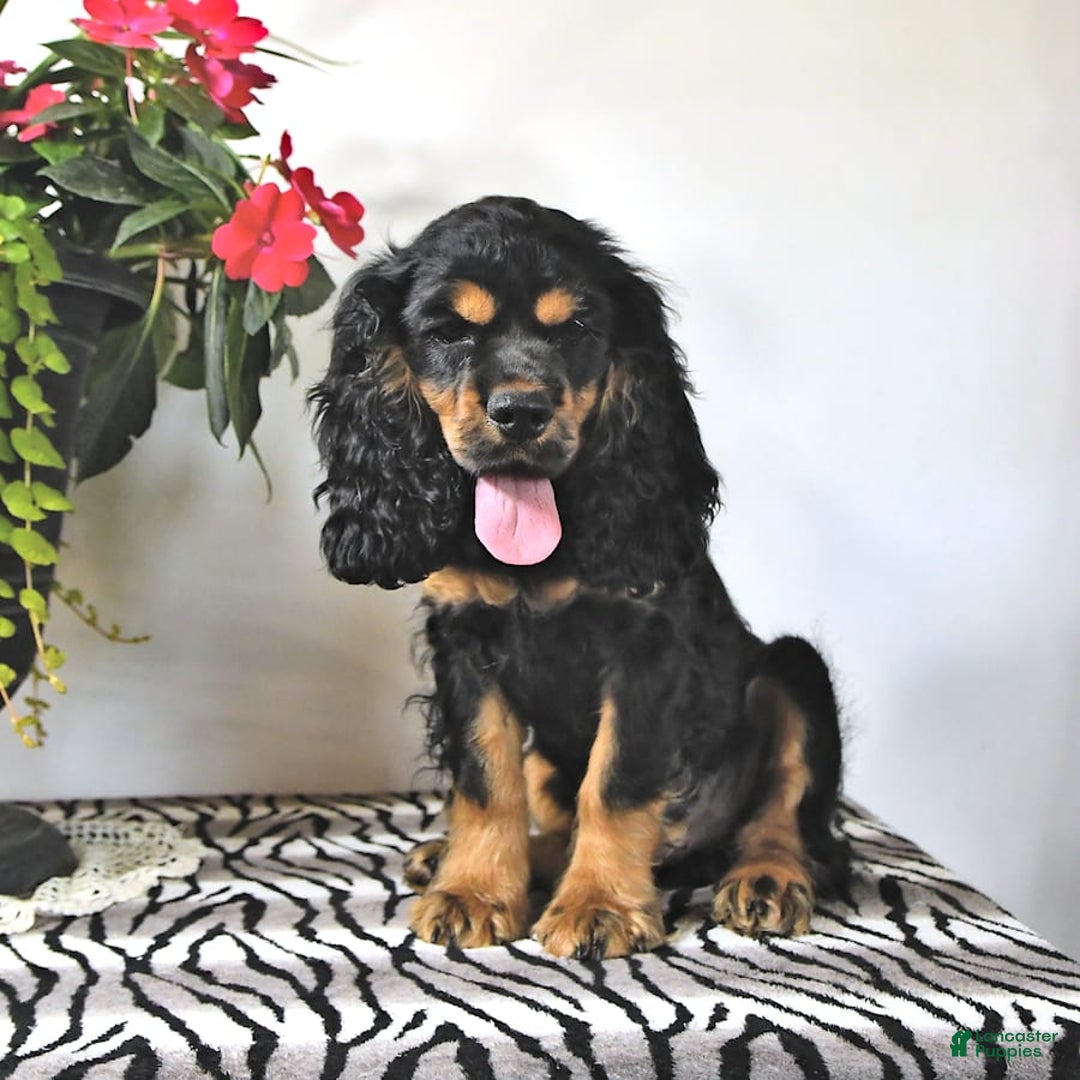 Cocker Spaniel dogs for sale: Banjo - Image 36