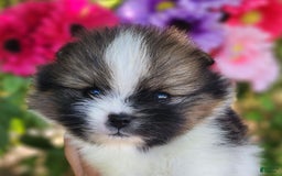 Pomeranian dogs for sale: Nirvana - Image 20