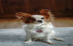 Papillon dogs for sale: Daisy - Image 9