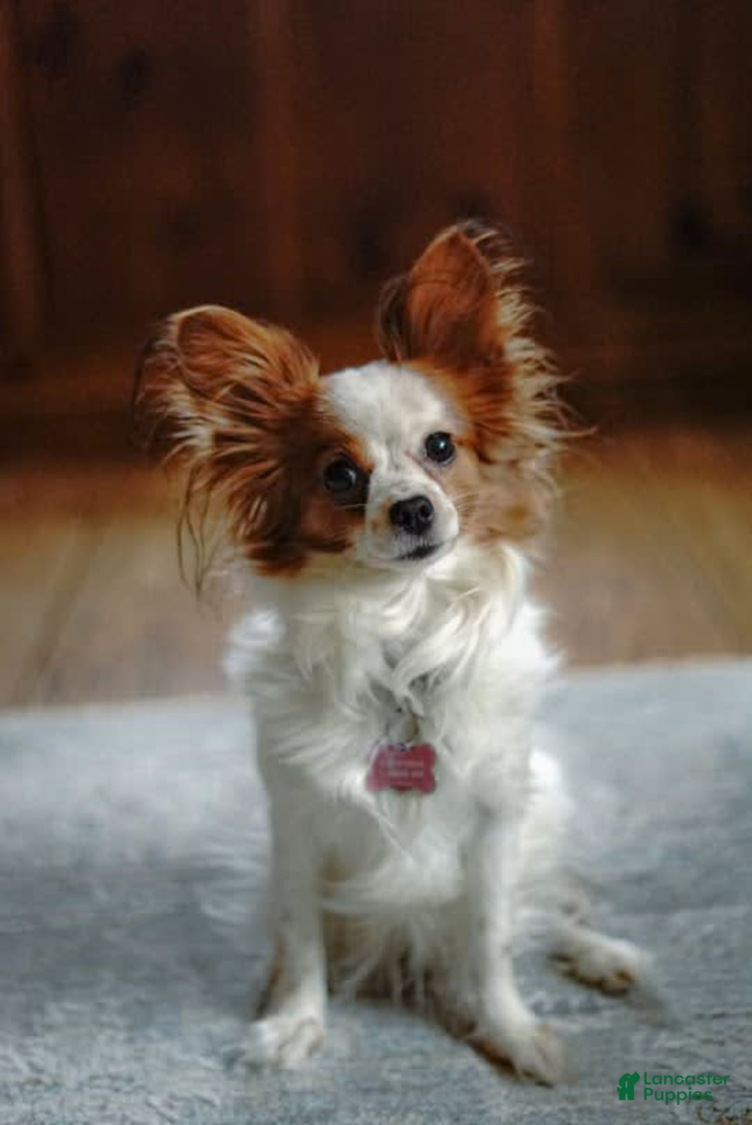 Papillon dogs for sale: Daisy - Image 9