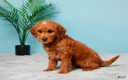 Mini Goldendoodle dogs for sale: Megan - Image 5